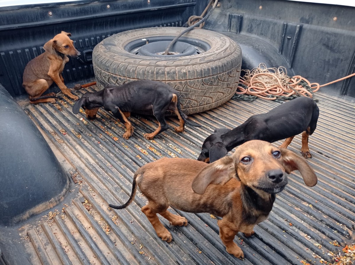 Após denúncia, polícia prende homem por maus-tratos a animais em Montes Claros