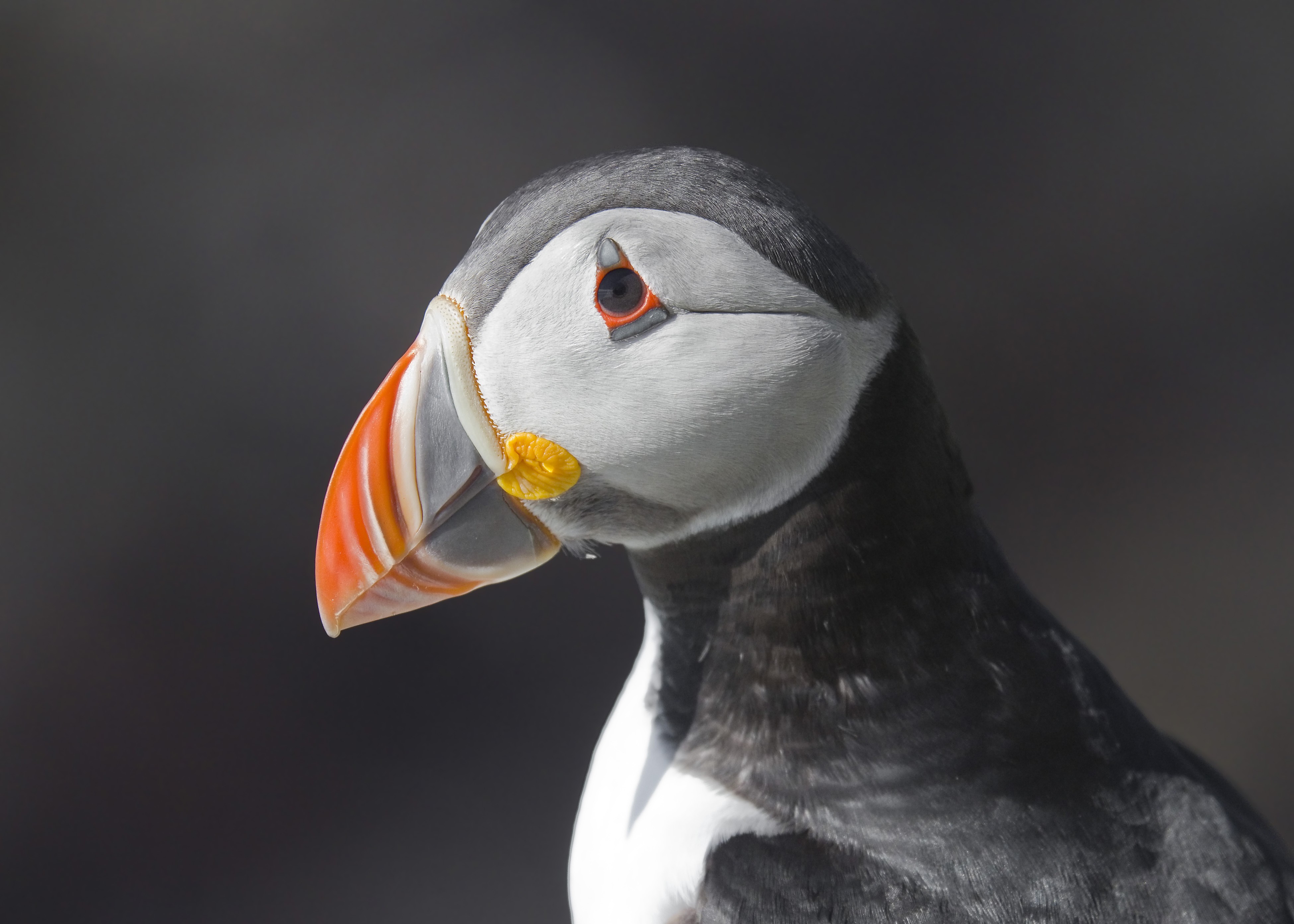 Puffin (Foto: Wikimedia Commons)