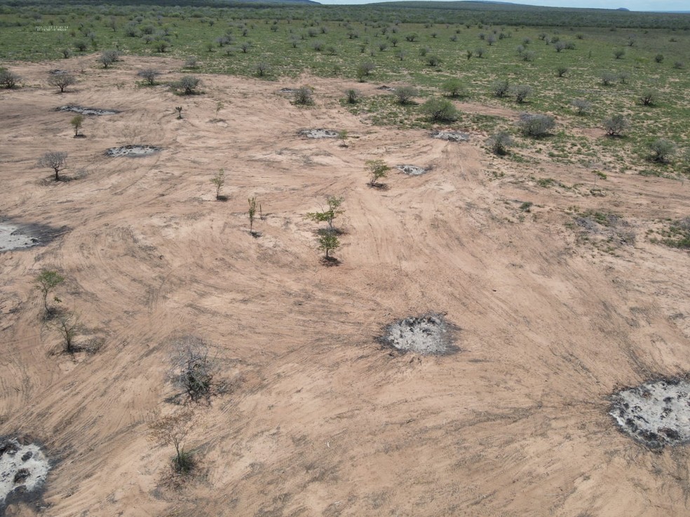 Vista área de área desmatada ilegalmente em Mata Grande, Alagoas — Foto: IBAMA