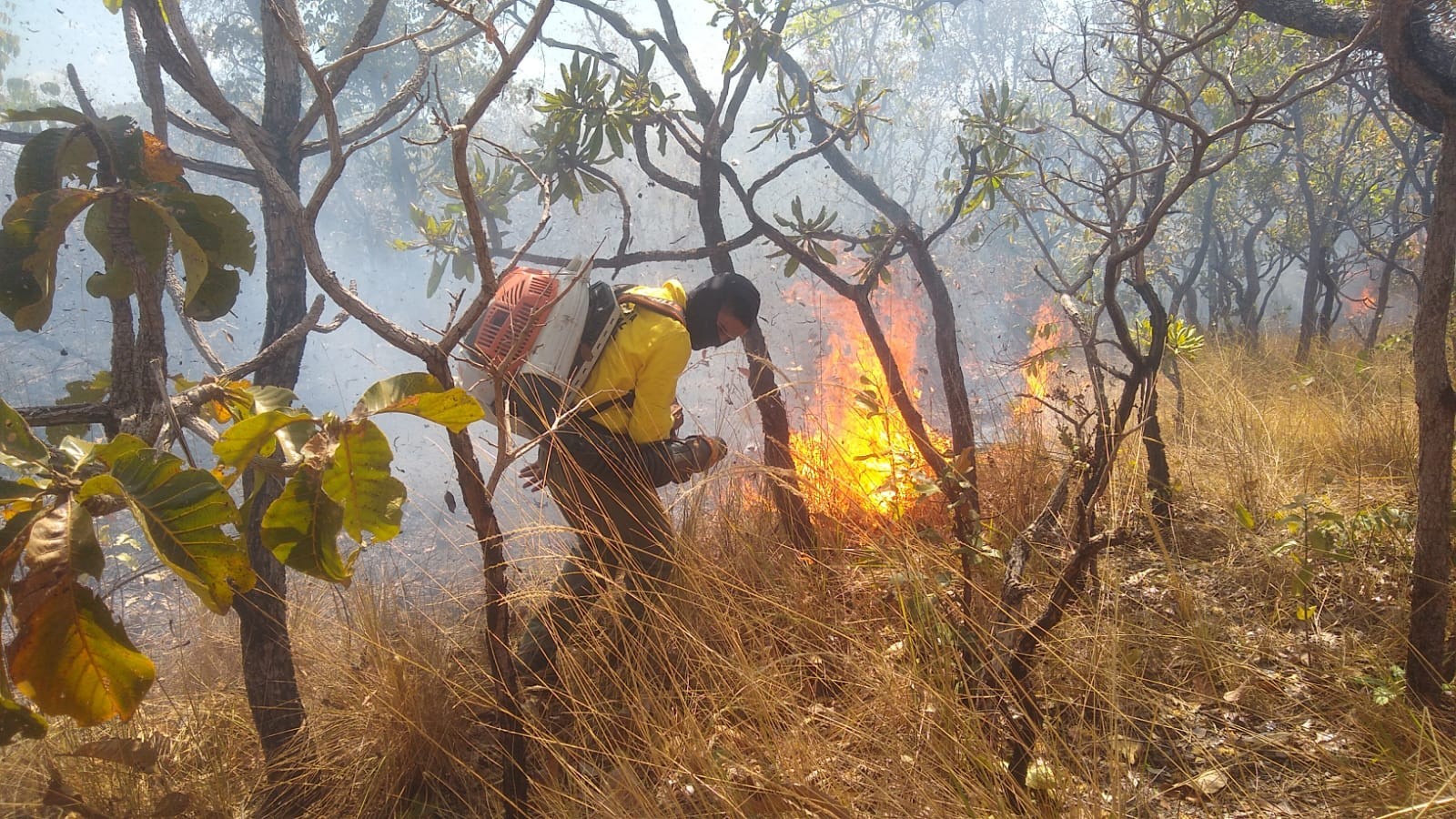 Cinco incêndios florestais são registrados em três horas na capital