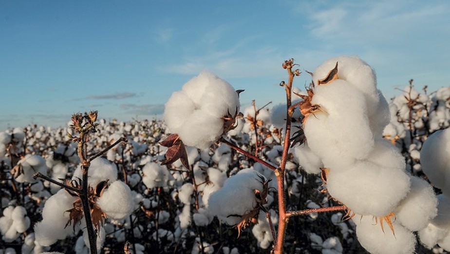 Os preços do algodão atingiram um recorde de 52.410 rúpias por 170 kg em junho