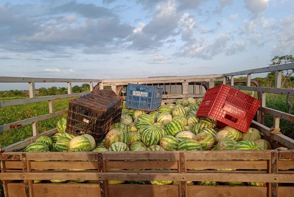 Colheita de melancias em Gilbués, no Piauí — Foto: Sindicato dos Trabalhadores Rurais de Gilbués