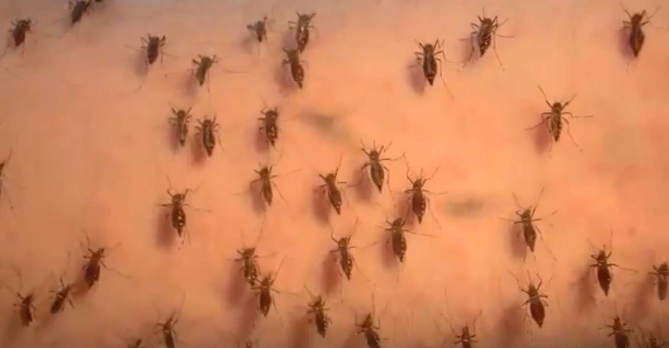 Perran Ross compartilhou no Twitter um time-lapse de mosquitos se alimentando de seu sangue durante suas pesquisas em prol do combate à dengue (Foto: Reprodução/Twitter/@MosWhisperer)