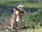 Veja canguru bebê abraçado a urso de pelúcia e mais momentos fofos