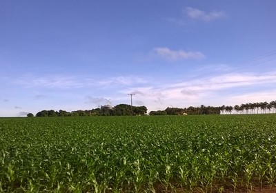 agricultura_milho_refugio (Foto: Divulgação/Aprosoja-MT)