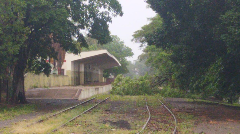 Em Regente Feijó, também houve a queda de árvores — Foto: Paula Sieplin/TV Fronteira