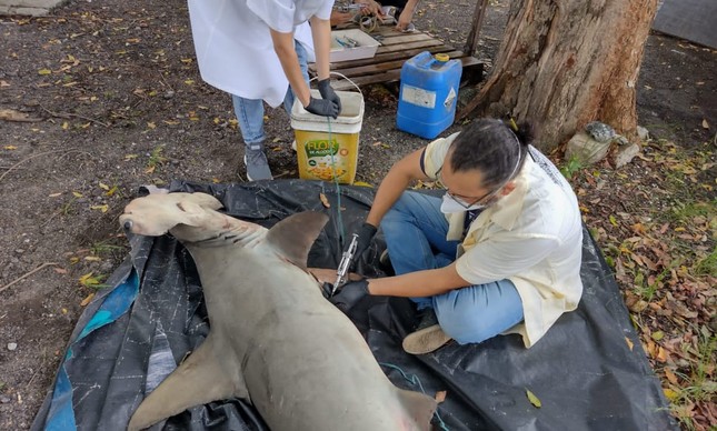 O  Museu Nacional recebeu a doação de um corpo de um tubarão-martelo, que vai para o acervo
