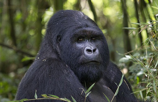 Gorilas são a principal atração em Ruanda (Foto: Divulgação)