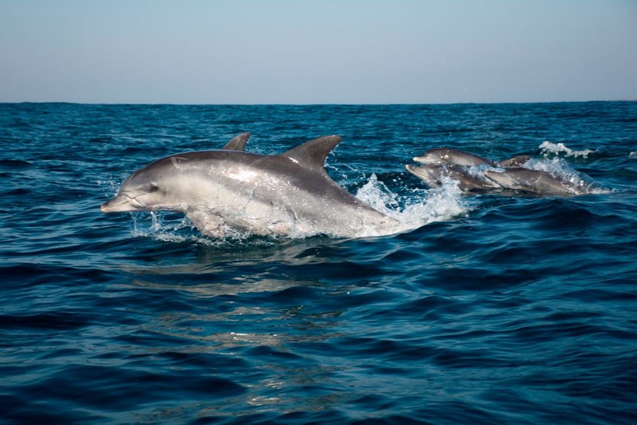 Golfinhos em mar aberto na região do Cabo, na África o Sul.