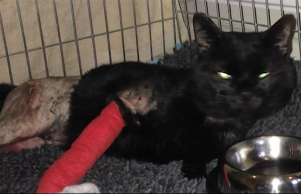 Gato, que passou a ser chamado de Target - alvo, em inglês - já se recuperou e foi adotado (Foto: BBC)