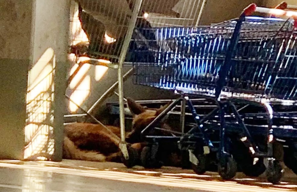 Lobo-guar&aacute; foi encontrado dentro de hipermercado em Rio Preto &mdash; Foto: Andr&eacute; Modesto/TV TEM
