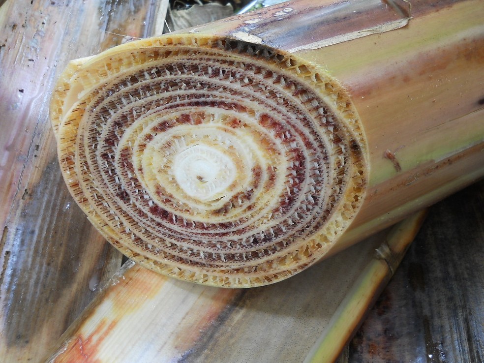 Sintoma interno de uma planta de bananeira contaminada pela RT4, no Peru. — Foto: Embrapa