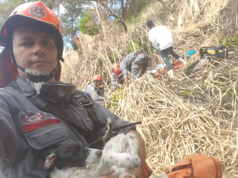 Bombeiros se depararam com cachorrinha durante operação de resgate em Marília — Foto: Corpo de Bombeiros/Divulgação