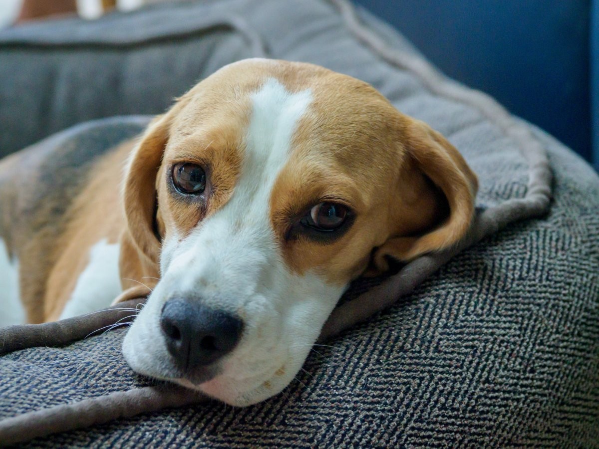 A técnica utilizada em cães da raça beagle pode revolucionar a maneira com a qual tratamos doenças  (Foto: Unsplash/ Brett Jordan/ CreativeCommons)