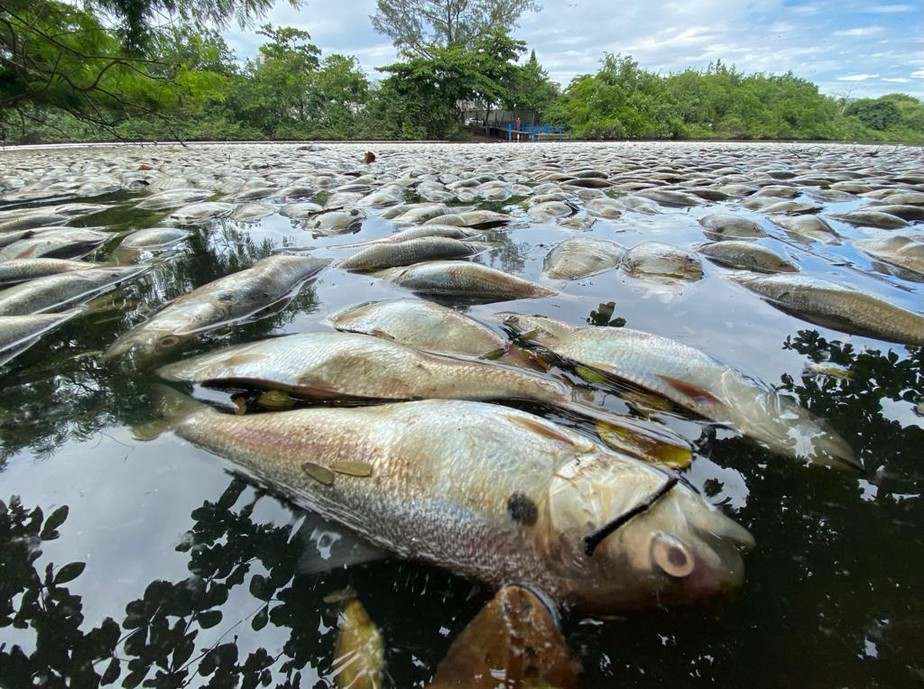 Mortandade de peixe no canal da Barra da Tijuca chama atenção de moradores e ambientalistas na manhã desta sexta-feira (13)