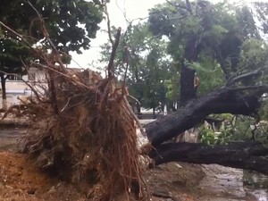 Galhos da árvore comprometeram fiação e rua está sem energia em Ouro Preto, Olinda (Foto: Wagner Sarmento/TV Globo)