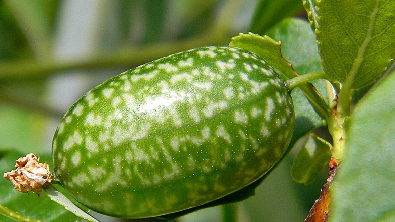 Melothria cucumis, o pepinino-do-mato, pertence à mesma família das abóboras, chuchu, melancia e melões (Foto: Reprodução/Wikimedia Commons)