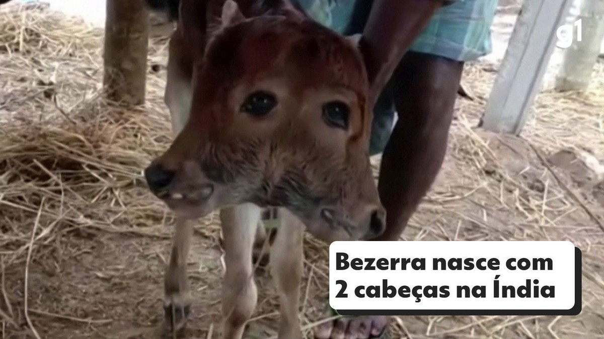 Bezerra nasce com 2 cabeças na Índia; veja vídeo thumbnail