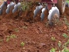 Chuva em boa quantidade, anima os agricultores de Sergipe