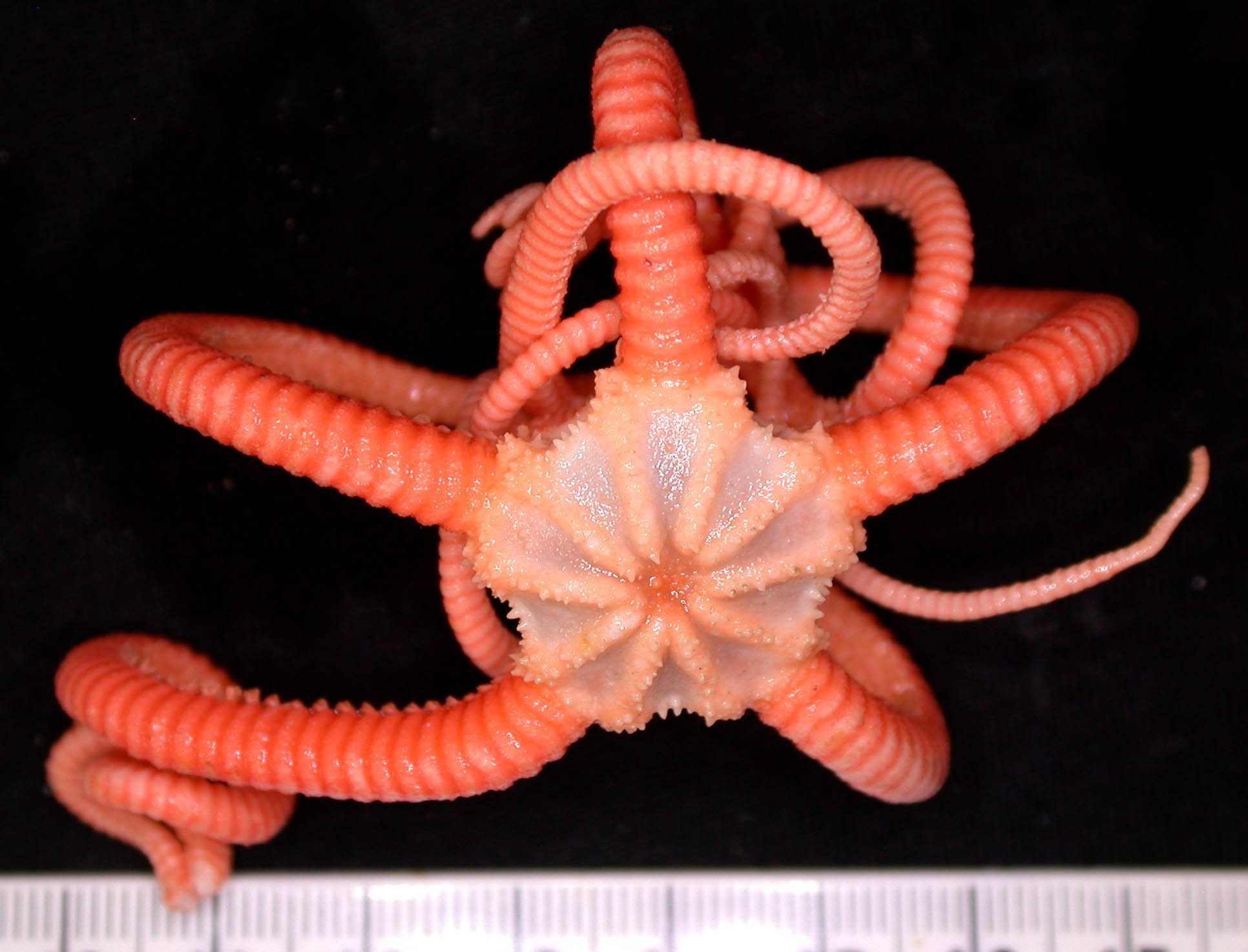 Ofiuroides - Ophiuroidea (Gorgonocephalidae sp) -  (Foto: CSIRO)
