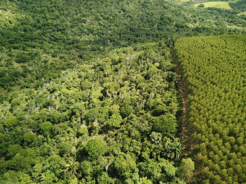 Floresta recuperada contrasta com plantação de eucalipto em área da Suzano (Foto: Divulgação)