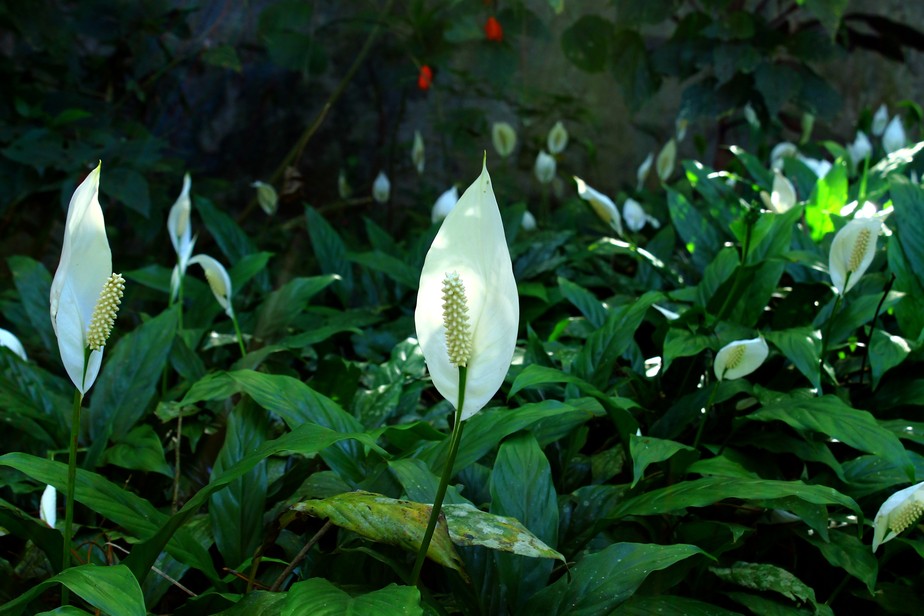 O lírio-da-paz é considerado uma planta mística, capaz de limpar energias negativas