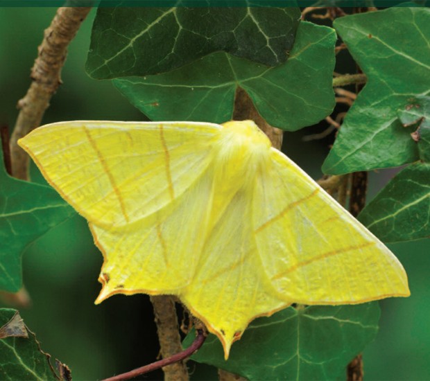 Mariposas como a Ourapteryx sambucaria, encontradas na Grã-Bretanha, tiveram redução de 60% no número de indivíduos em 40 anos, aponta relatório (Foto: Divulgação/Butterfly Conservation)