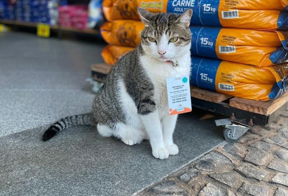 Gatos se tornaram a atração do estabelecimento — Foto: Arquivo Pessoal