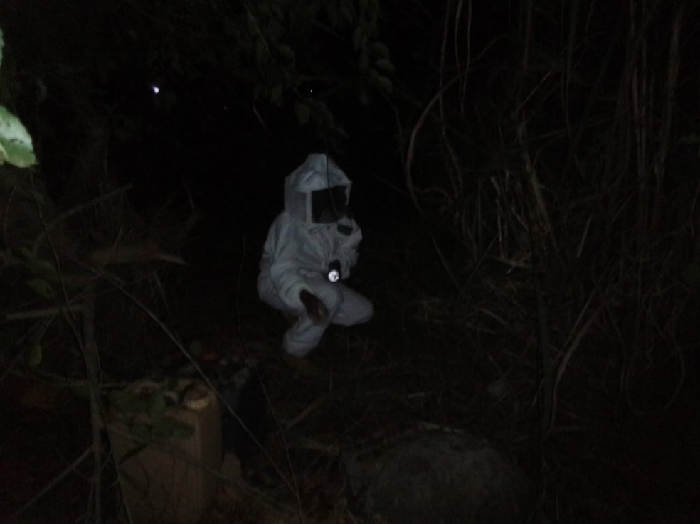 Ataques de abelhas são registrados em Talismã — Foto: João Carlos/Defesa Civil de Talismã