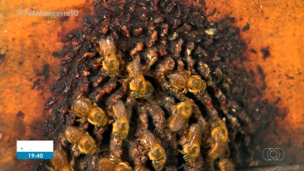 Clima e criação de abelhas são alguns dos destaques do Globo Rural deste domingo (3)