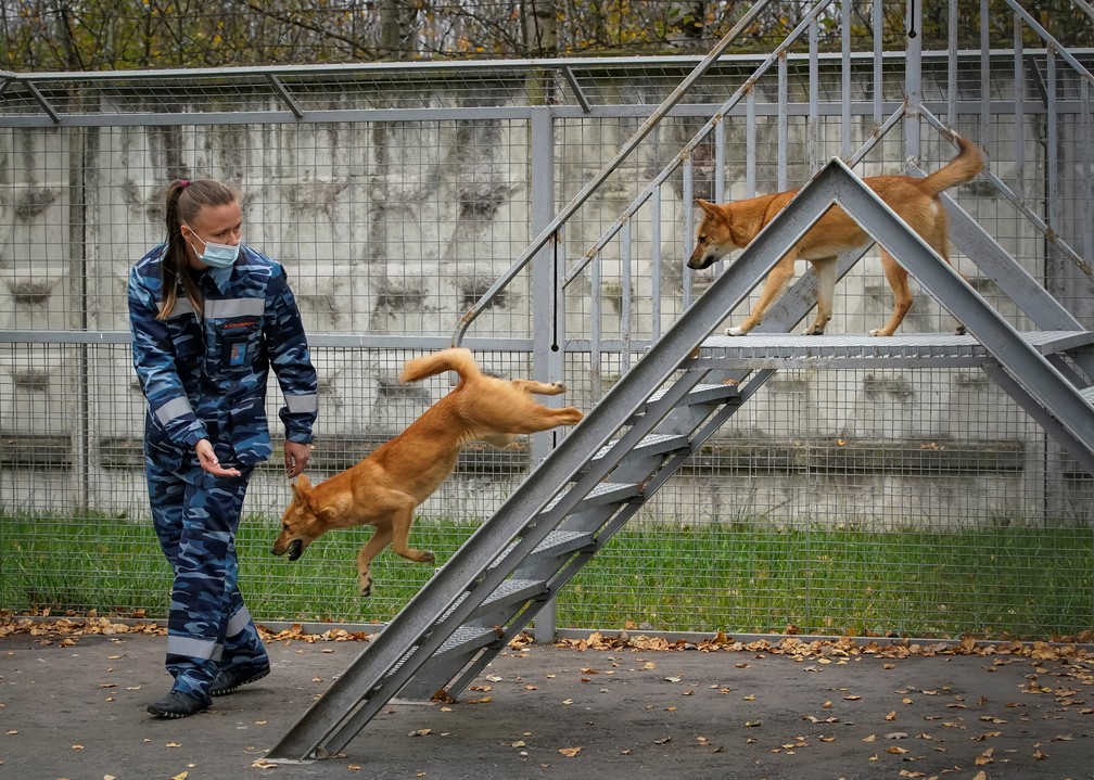 Cães farejadores são treinados para detectar Covid-19 no Aeroporto Sheremetyevo, em Moscou, no dia 9 de outubro. — Foto: Tatyana Makeyeva/Reuters