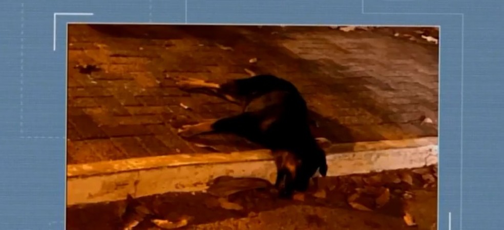 Animais são encontrados mortos em vários pontos de Ibiá — Foto: Reprodução/TV Integração