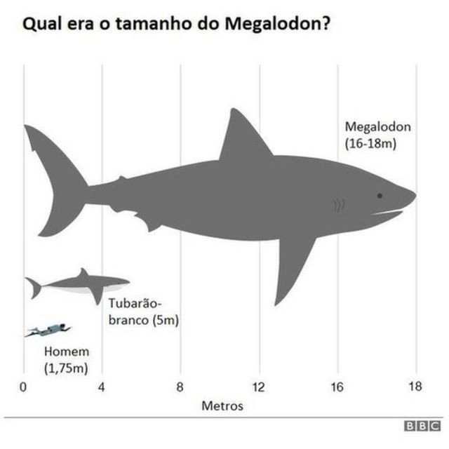 bbc grafico tubarão (Foto: BBC News)