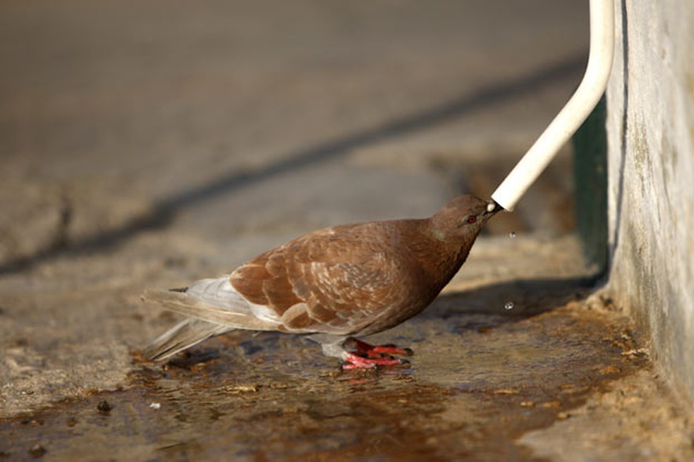 Pombas Nao Tem Cerebro De Passarinho Revela Estudo Natureza G1