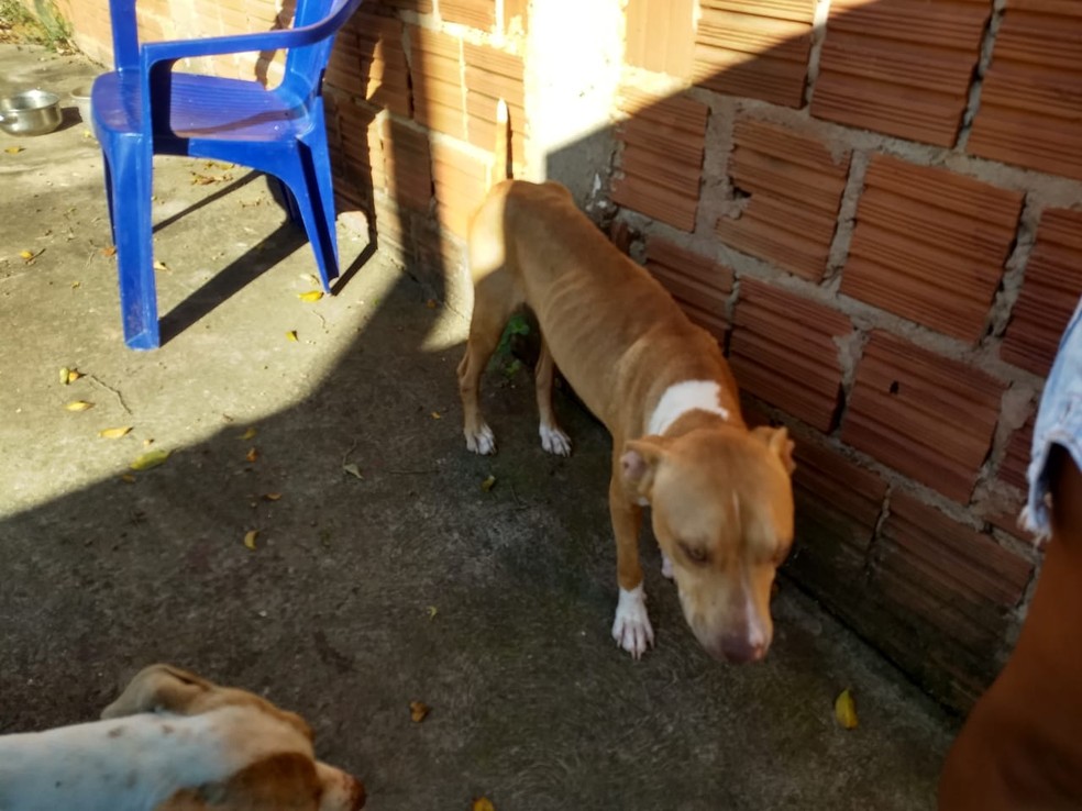 Cães estavam magros, com carrapatos e com alimentação inadequada — Foto: Polícia Ambiental