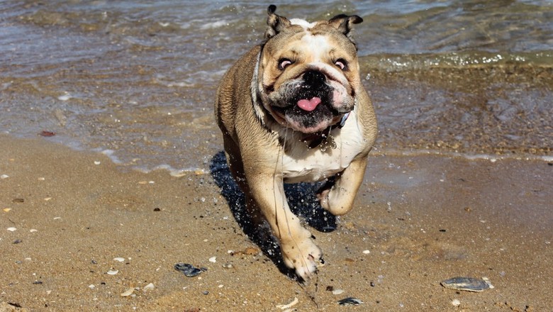 bertie-cachorro-cadela-australia-Brighton-Beach (Foto: Arquivo Pessoal/ Lucas Mccure)