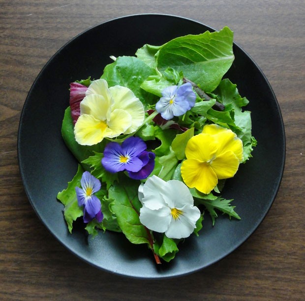 Flores comestíveis: como cultivar em casa e usar em receitas (Foto: Sarah Braun/Flickr)