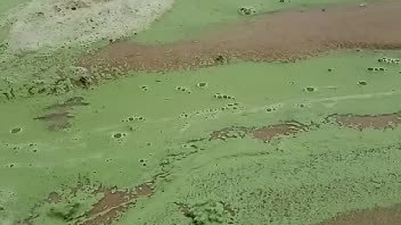 Mancha verde é registrada em praia do litoral Sul potiguar