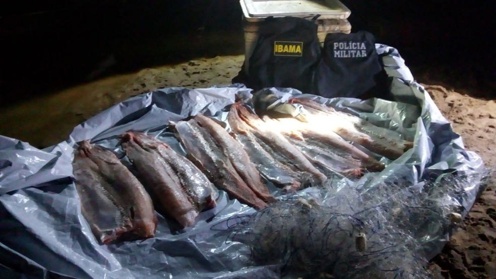PM encontrou, aproximadamente, 60 kg de pescado irregular, justamente no perodo da piracema (Foto: Polcia Militar de MT)
