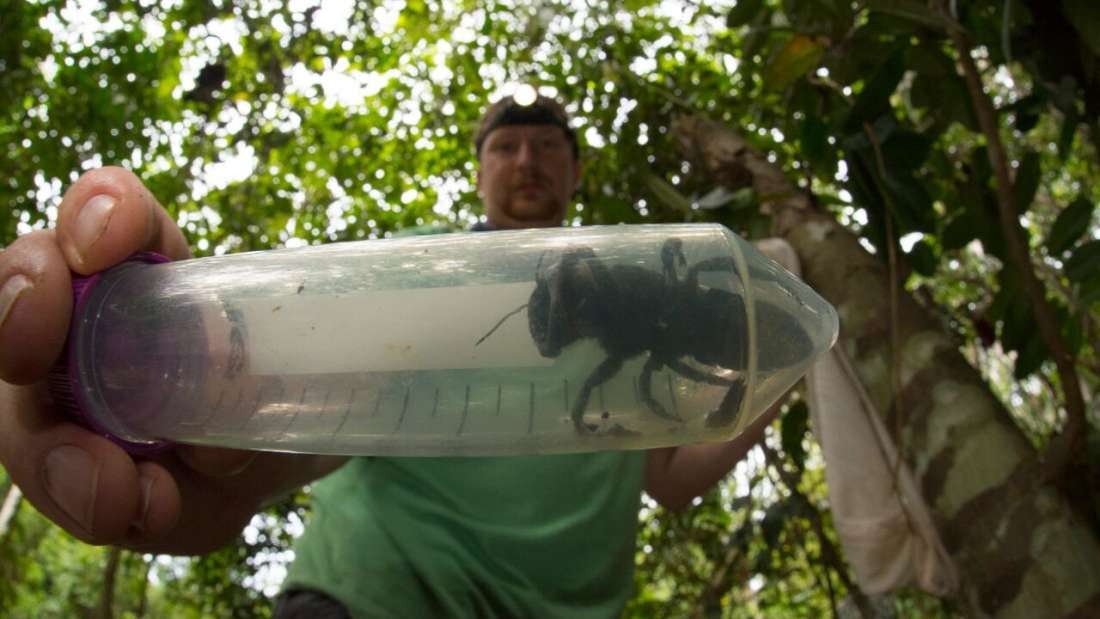 Pesquisador Eli Wyman com a abelha gigante de Wallace  (Foto: Clay Bolt)