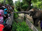 Elefanta estica tromba para receber dinheiro de turistas no Paquistão
