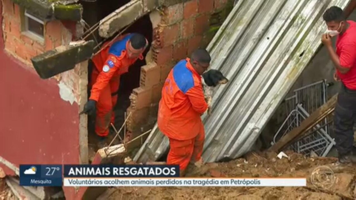 Animais resgatados em Petrópolis lotam abrigos à espera dos donos desaparecidos |  Região Serrana