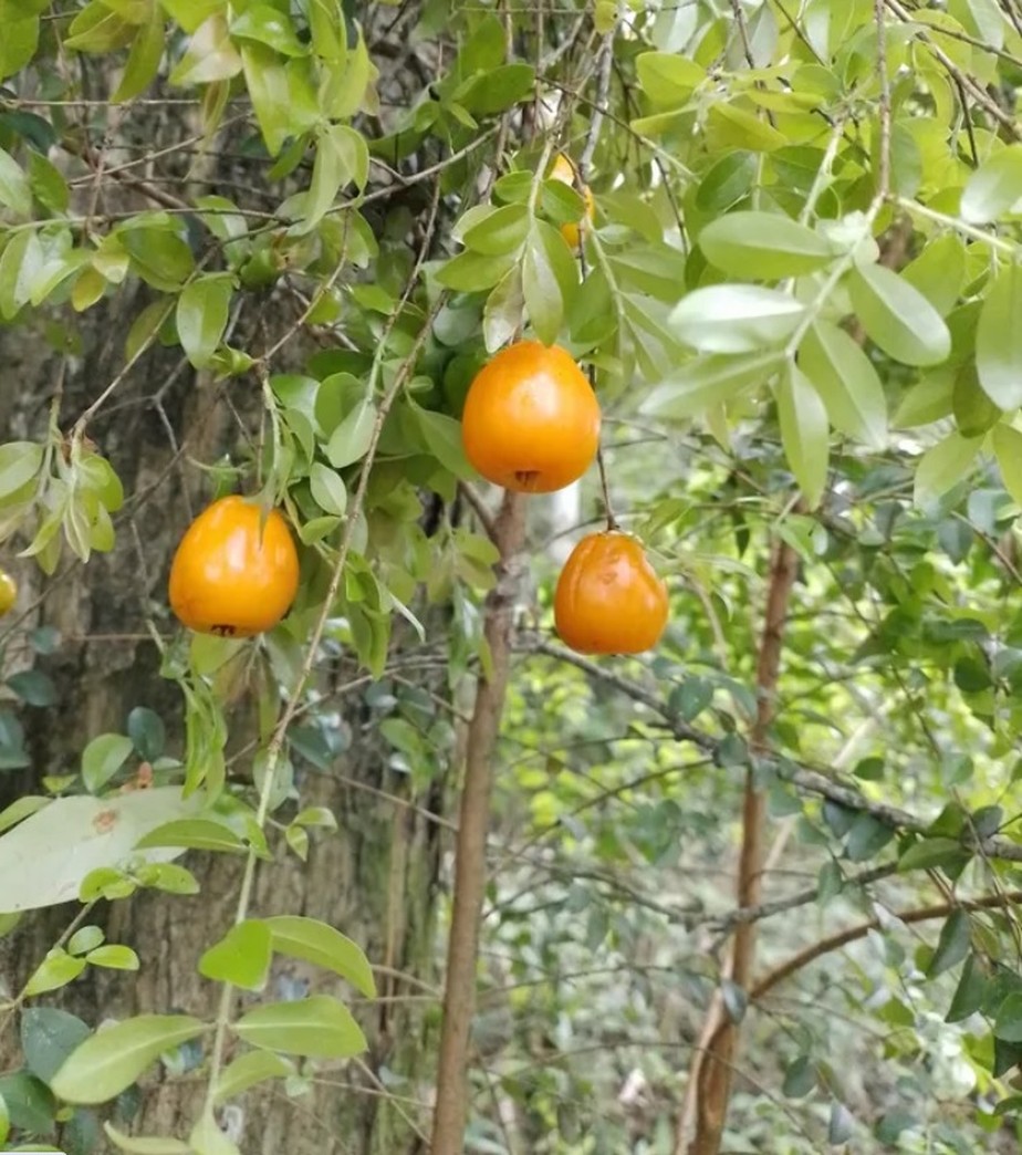Frutos alaranjados da uvaia-pitanga têm sabor aproximado ao de goiaba
