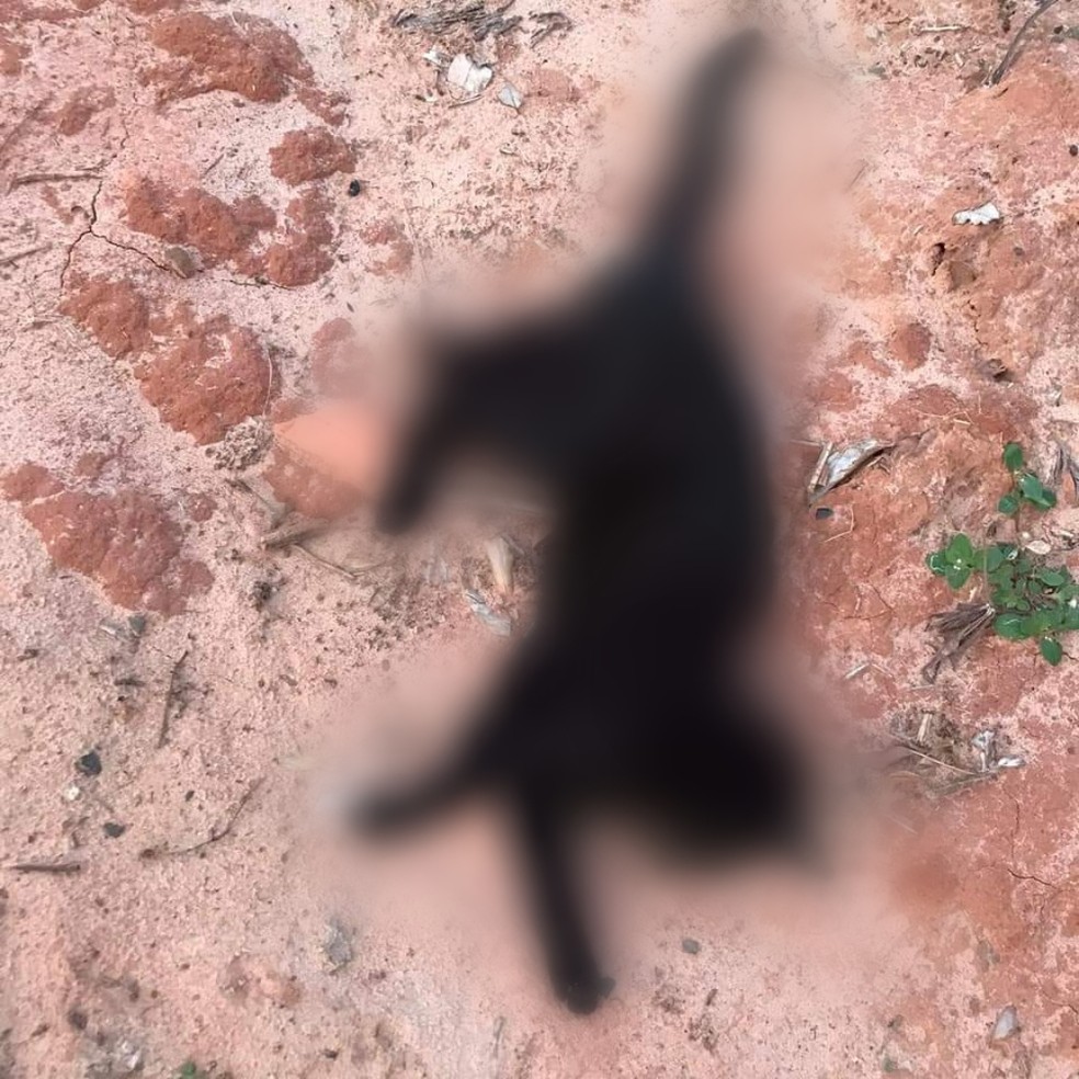 Gato morto com sinais de envenenamento foi relatado à Polícia Civil de Pompeia — Foto: Arquivo pessoal/Divulgação