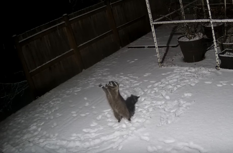 Alerta fofura: câmera de segurança flagra guaxinim de pé tentando pegar flocos de neve. Assista!