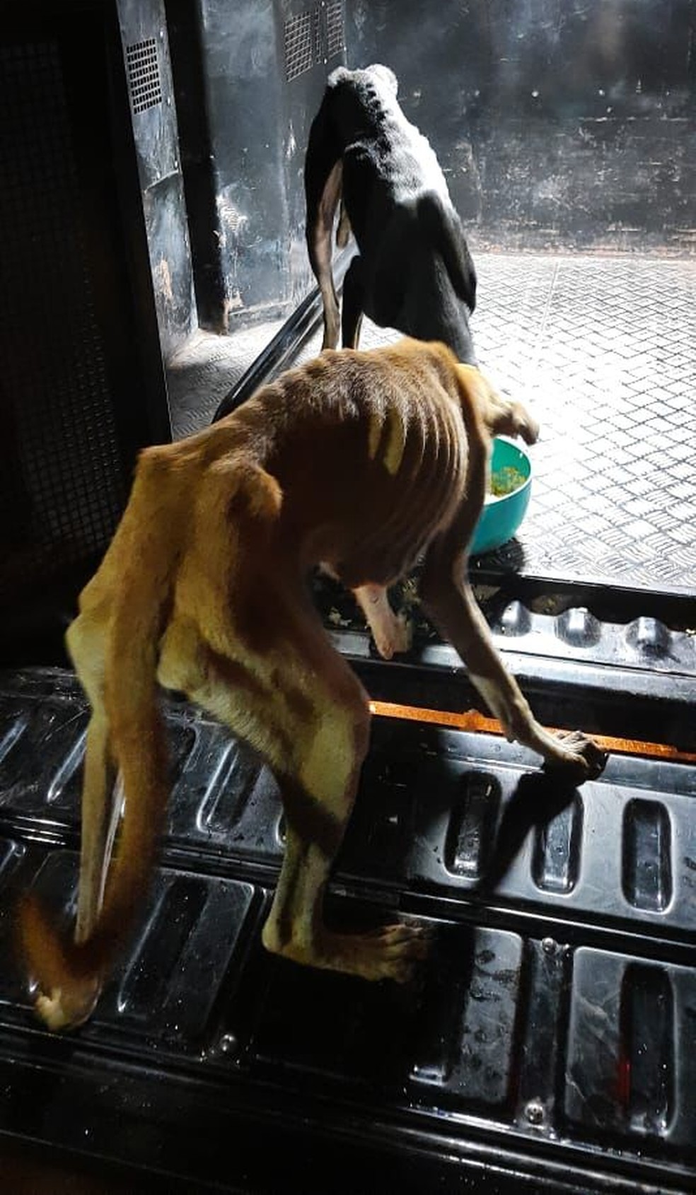 Cães abandonados por casal em residência no interior do Maranhão são resgatados — Foto: Divulgação/Polícia Civil do Maranhão