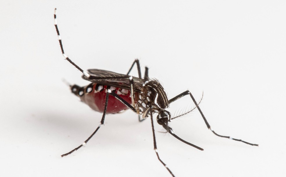 As fêmeas de Aedes aegypti, mosquito transmissor da dengue, podem viver, em média, 30 dias.  — Foto: César Favacho/Arquivo Pessoal