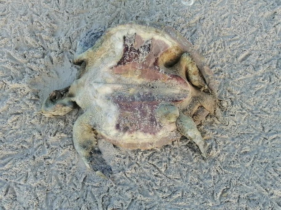 Tartaruga morta também foi encontrada na Praia do Francês, em Alagoas, não há informação sobre o animal — Foto: Arquivo pessoal