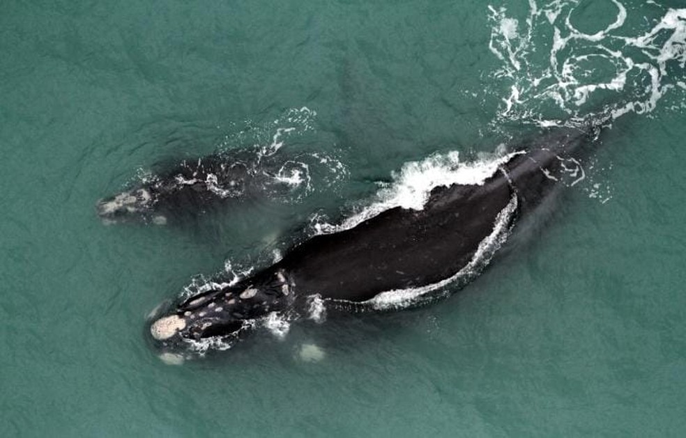 Pesquisadores fizeram sobrevoo e encontraram 120 baleias entre SC e RS — Foto: ProFranca/Divulgação