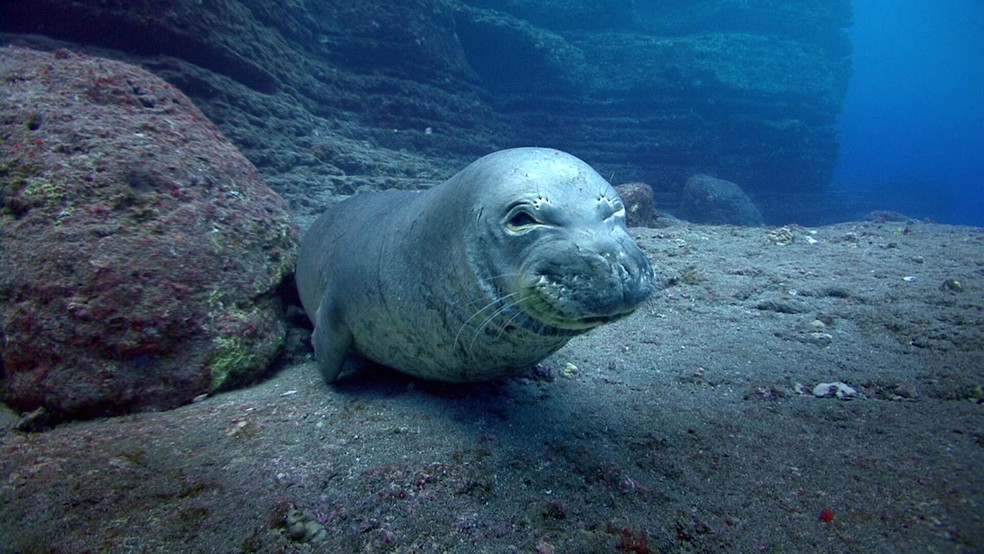 O Havaí é a casa das focas-monges-do-havaí  — Foto: Globo Repórter/ Reprodução